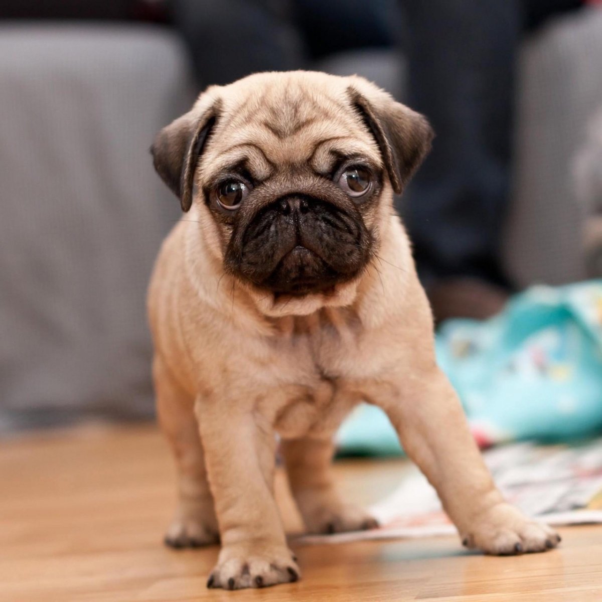 Собака с приплюснутой