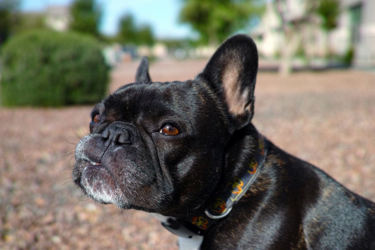 Бельгийский бульдог