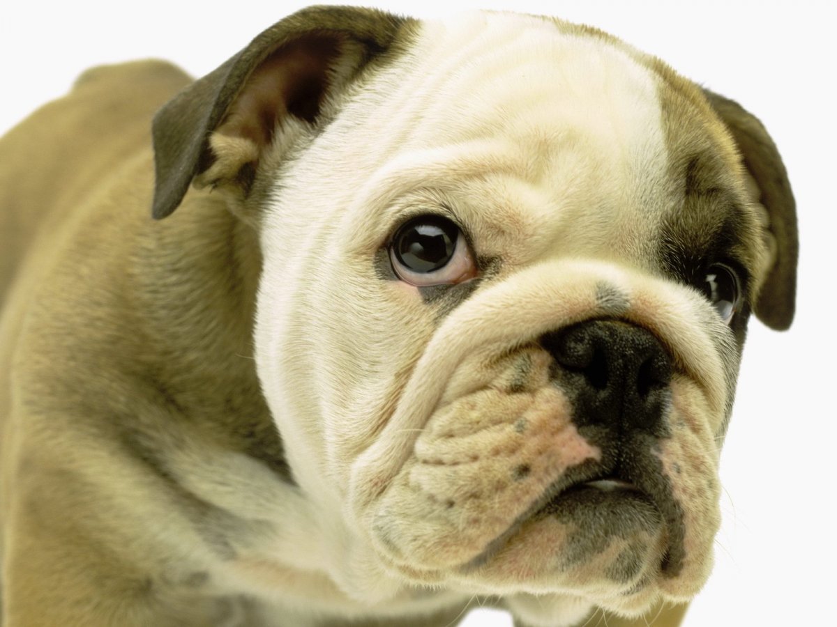 Бульдог брахицефал
