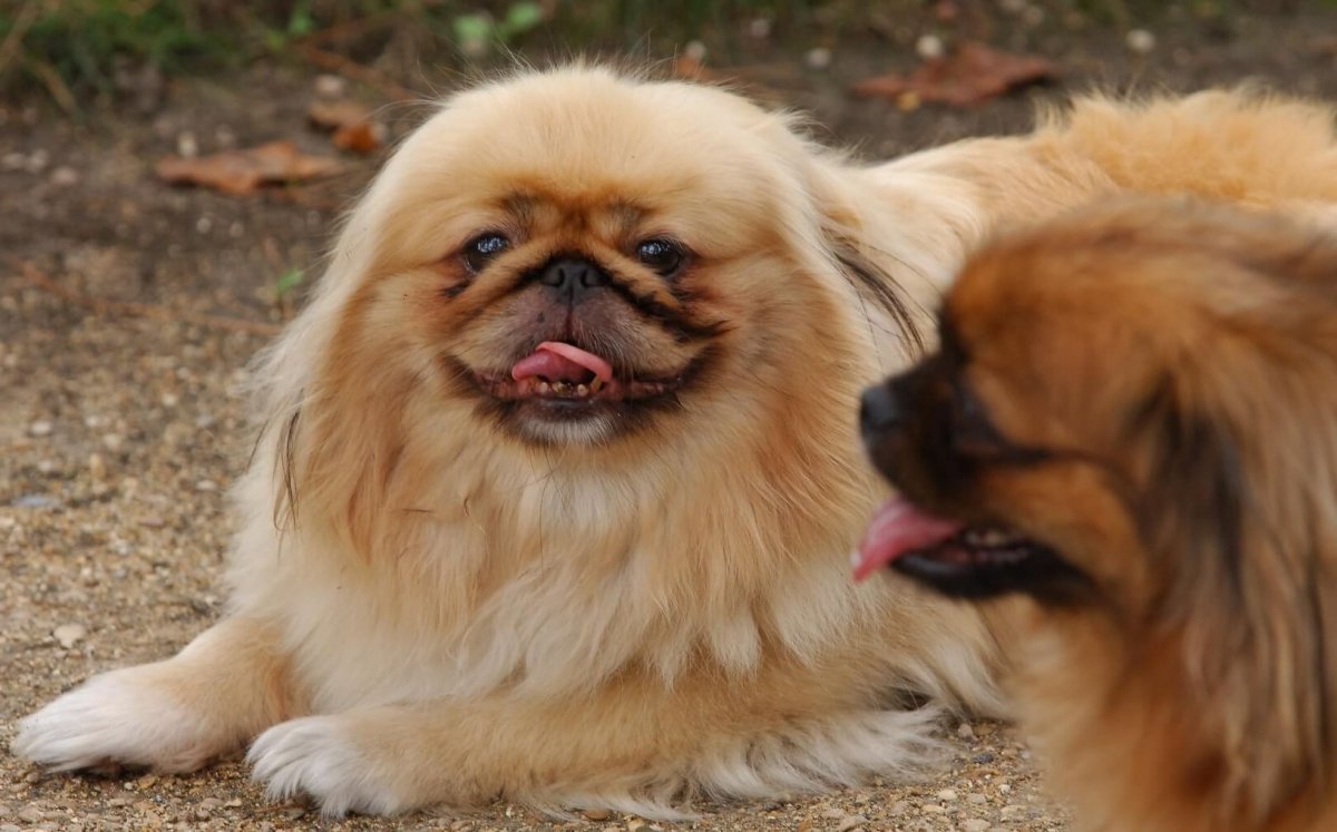 Маленькая собачка порода Пекинес