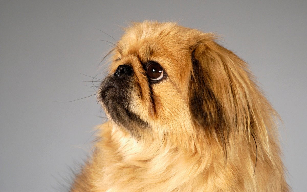 Пекинес собака Пекинес