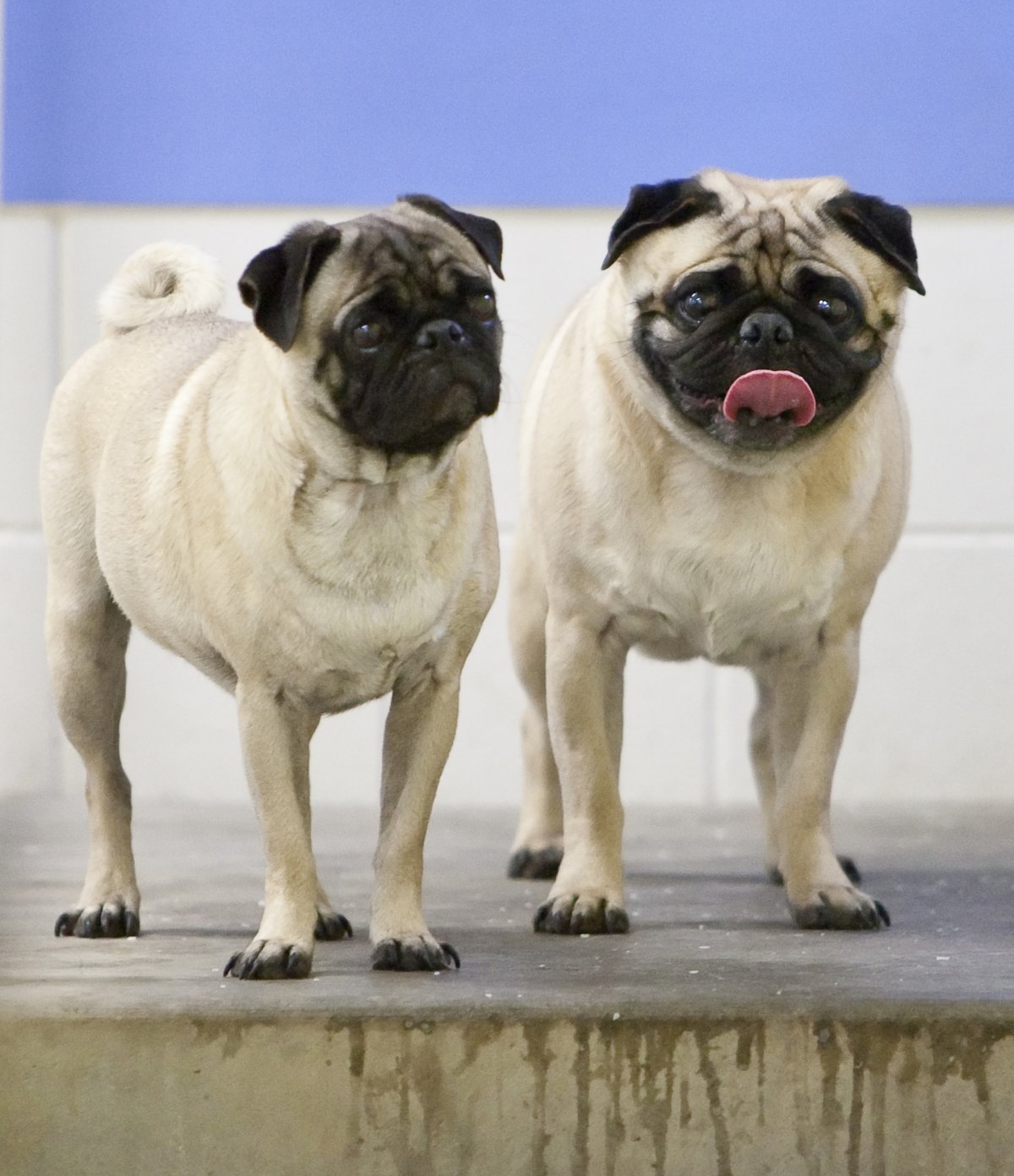 Собаки с плоской мордой