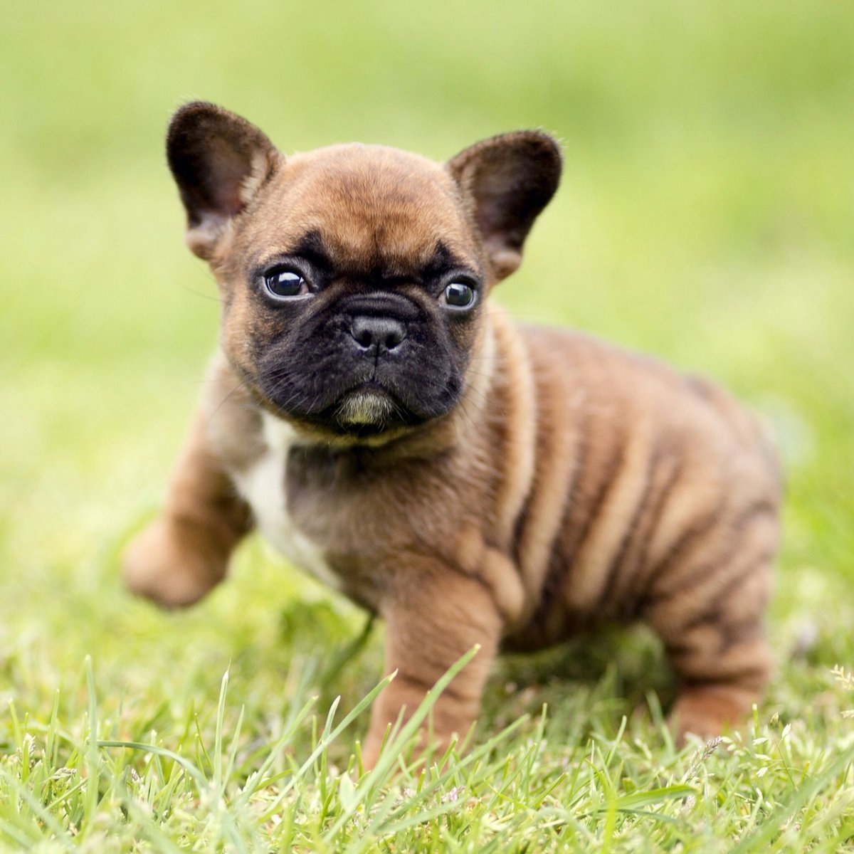 Шпиц и французский бульдог