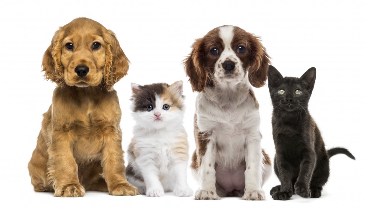 Кошки и собаки