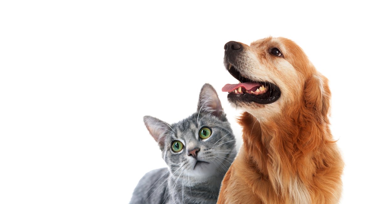 Кошка и собака на белом фоне