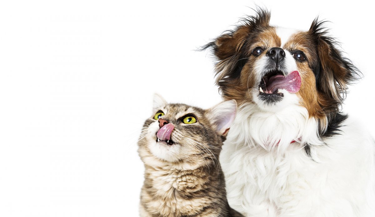 Кошки и собаки