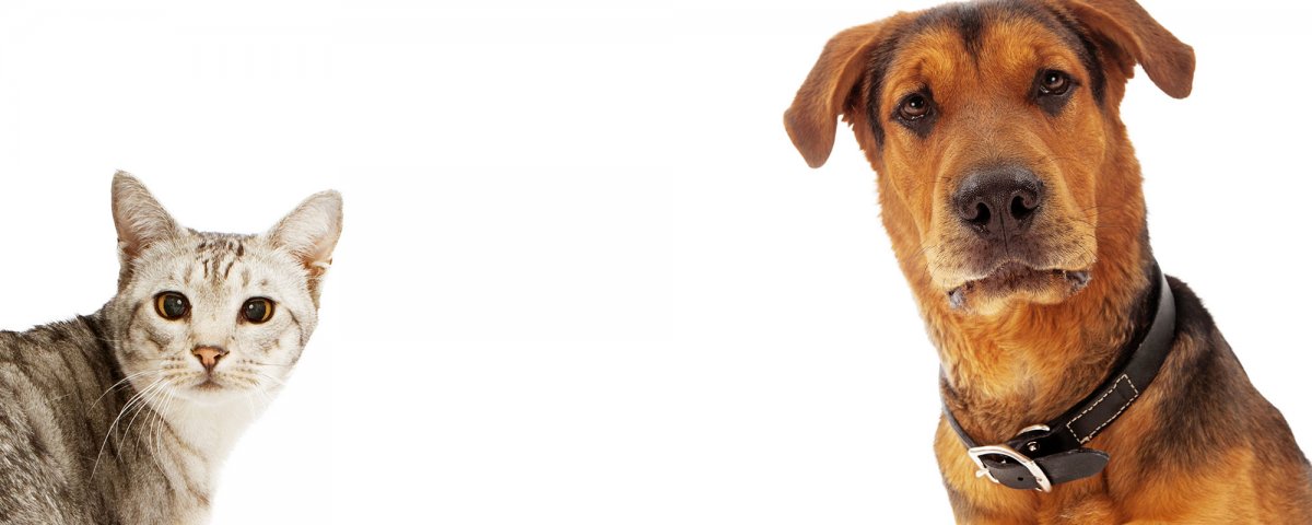 Фон кошки собаки