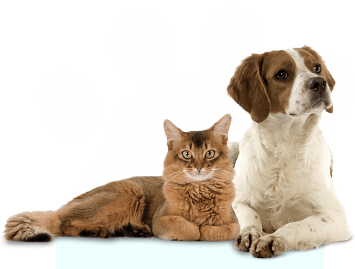 Кошка и собака на белом фоне