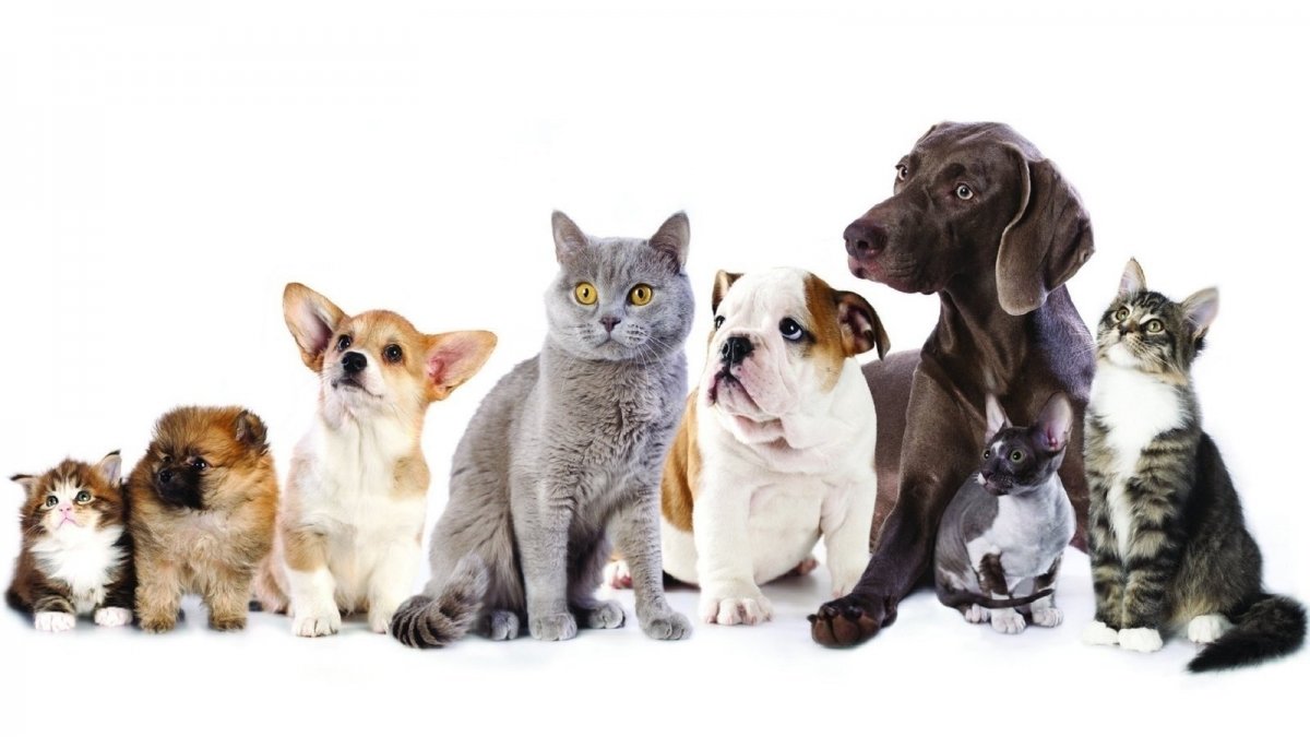 Кошка и собака на белом фоне