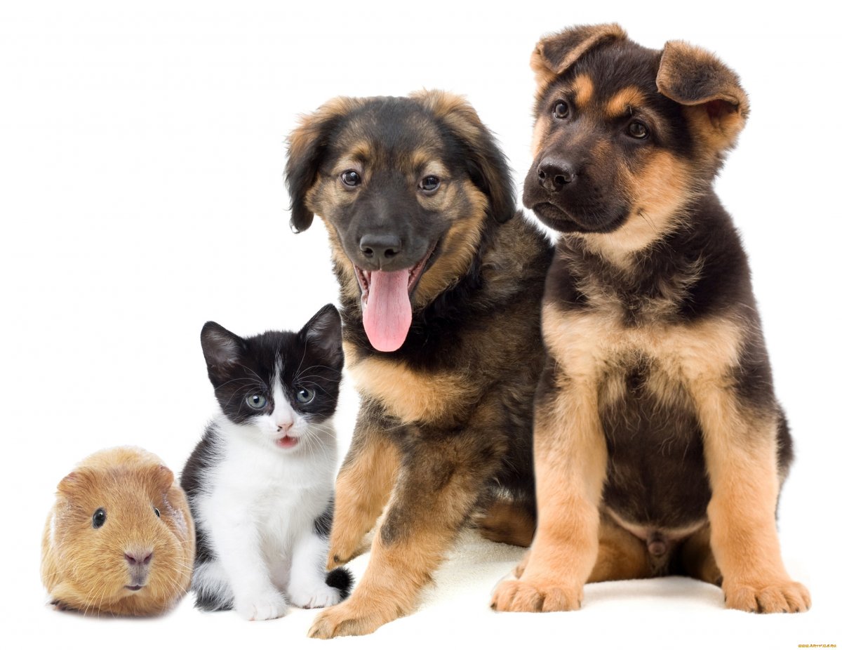 Восточноевропейская овчарка щенки