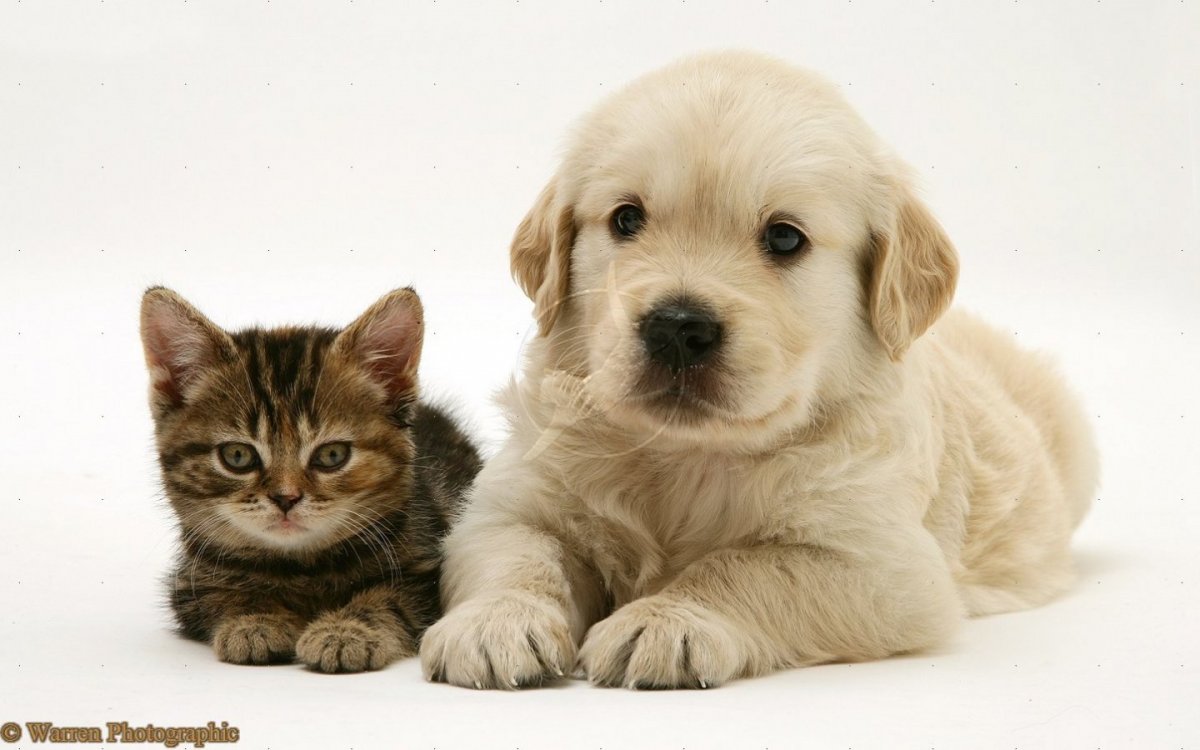 Щенок и котенок