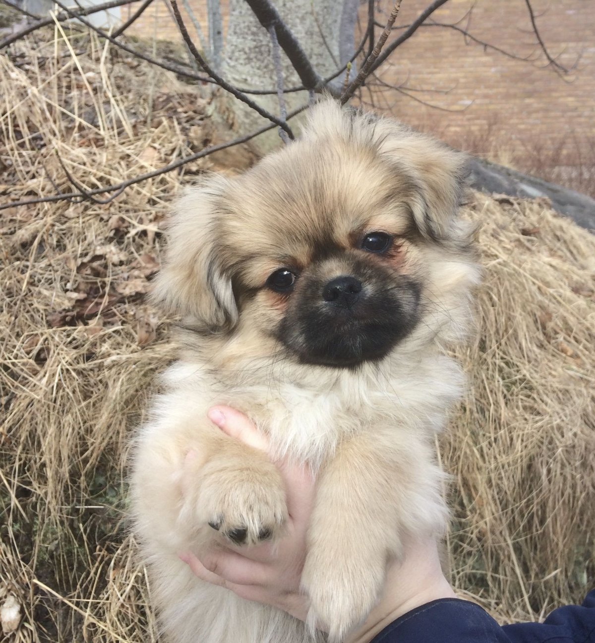 Смесь МОПСА И пекинеса