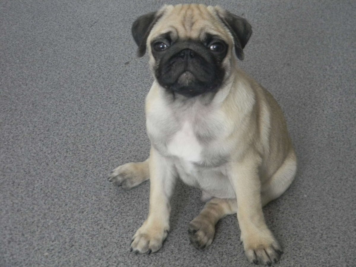 Мопс скрещенный с пекинесом