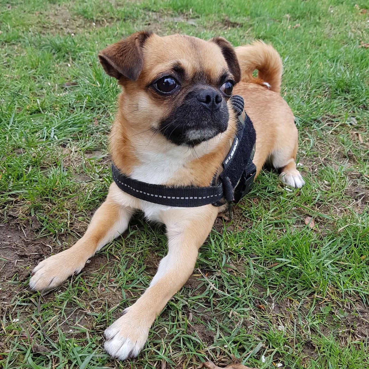 Мопс и чихуахуа