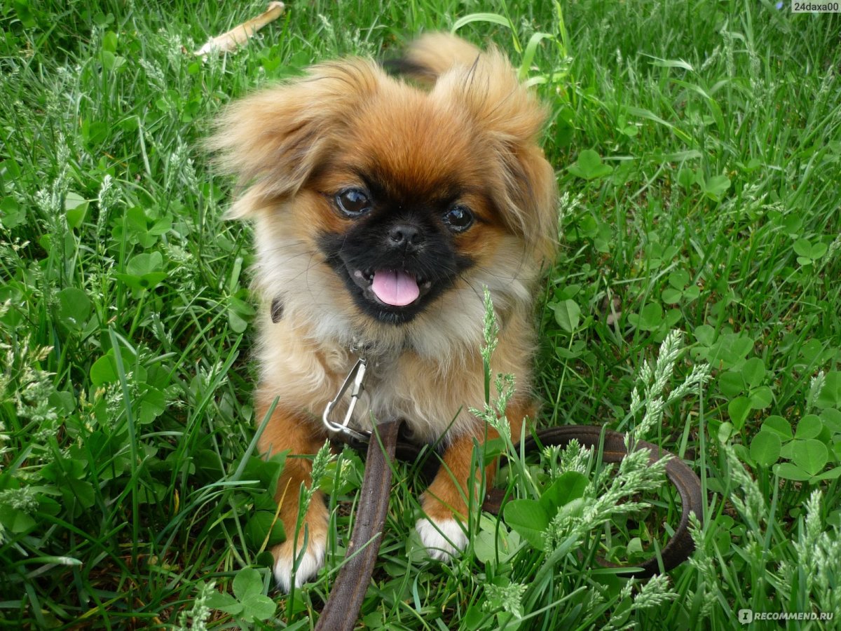 Метис пекинеса