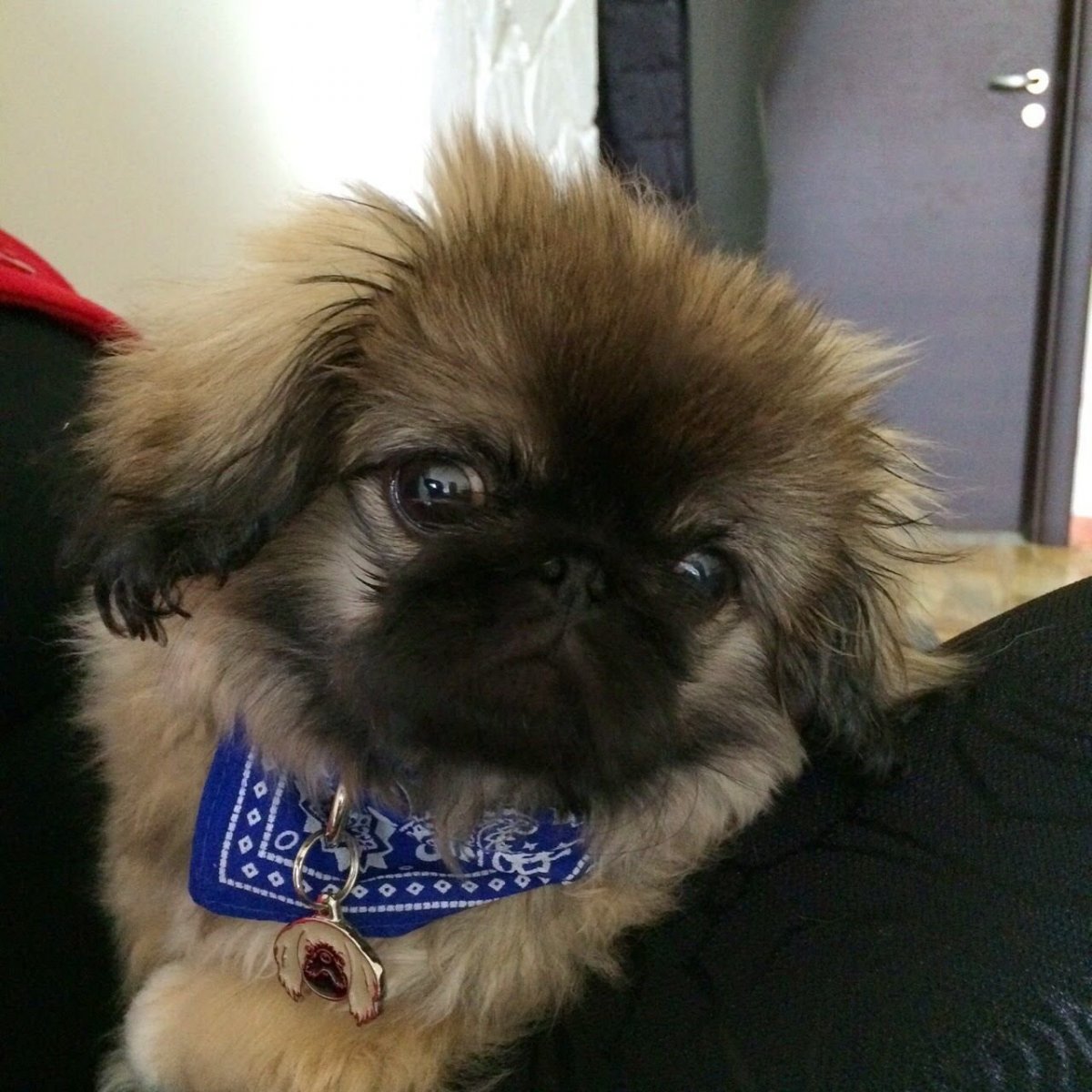 Мопс и Пекинес