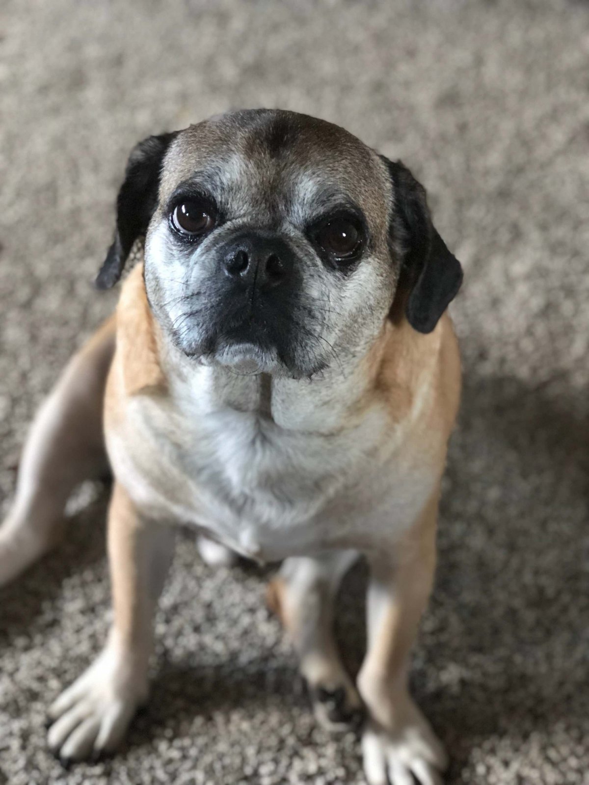 Пекинес и бульдог