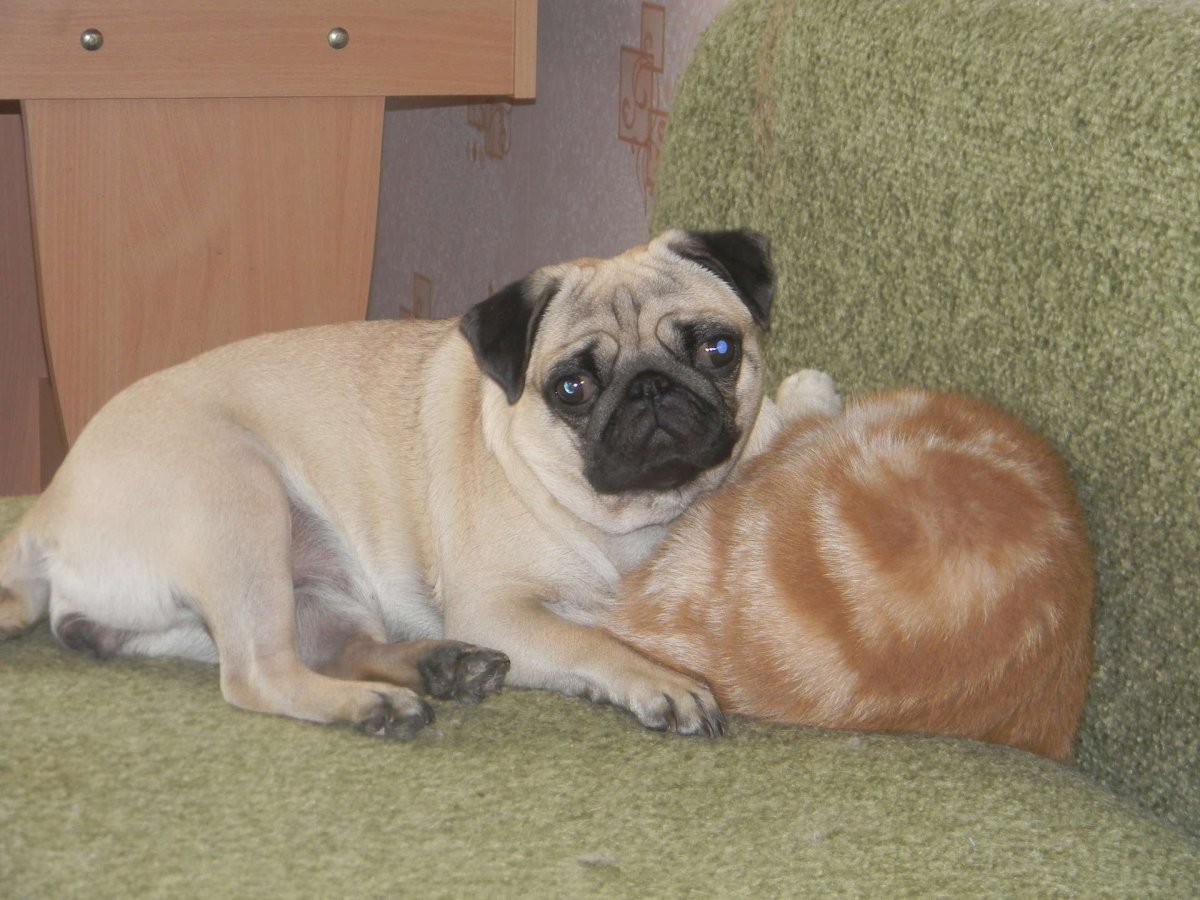 Мопс и Пекинес