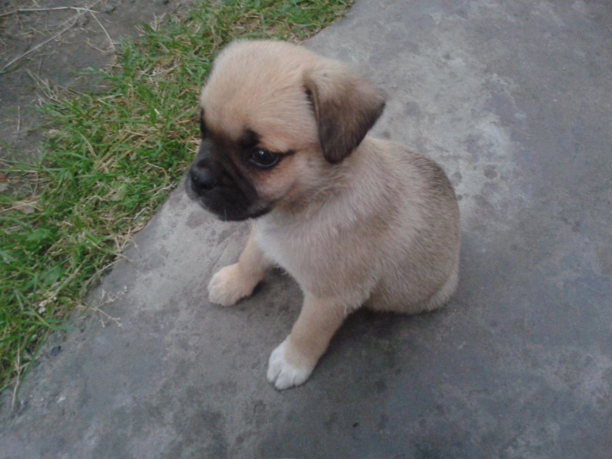 Смесь МОПСА И пекинеса