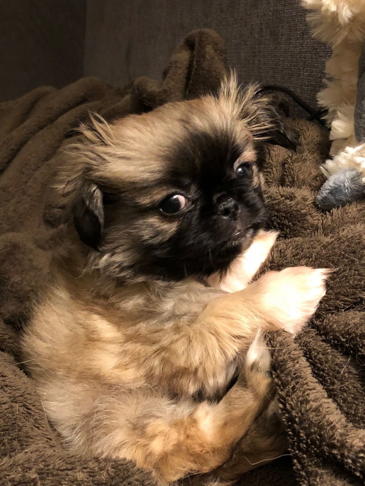 Метис МОПСА И пекинеса