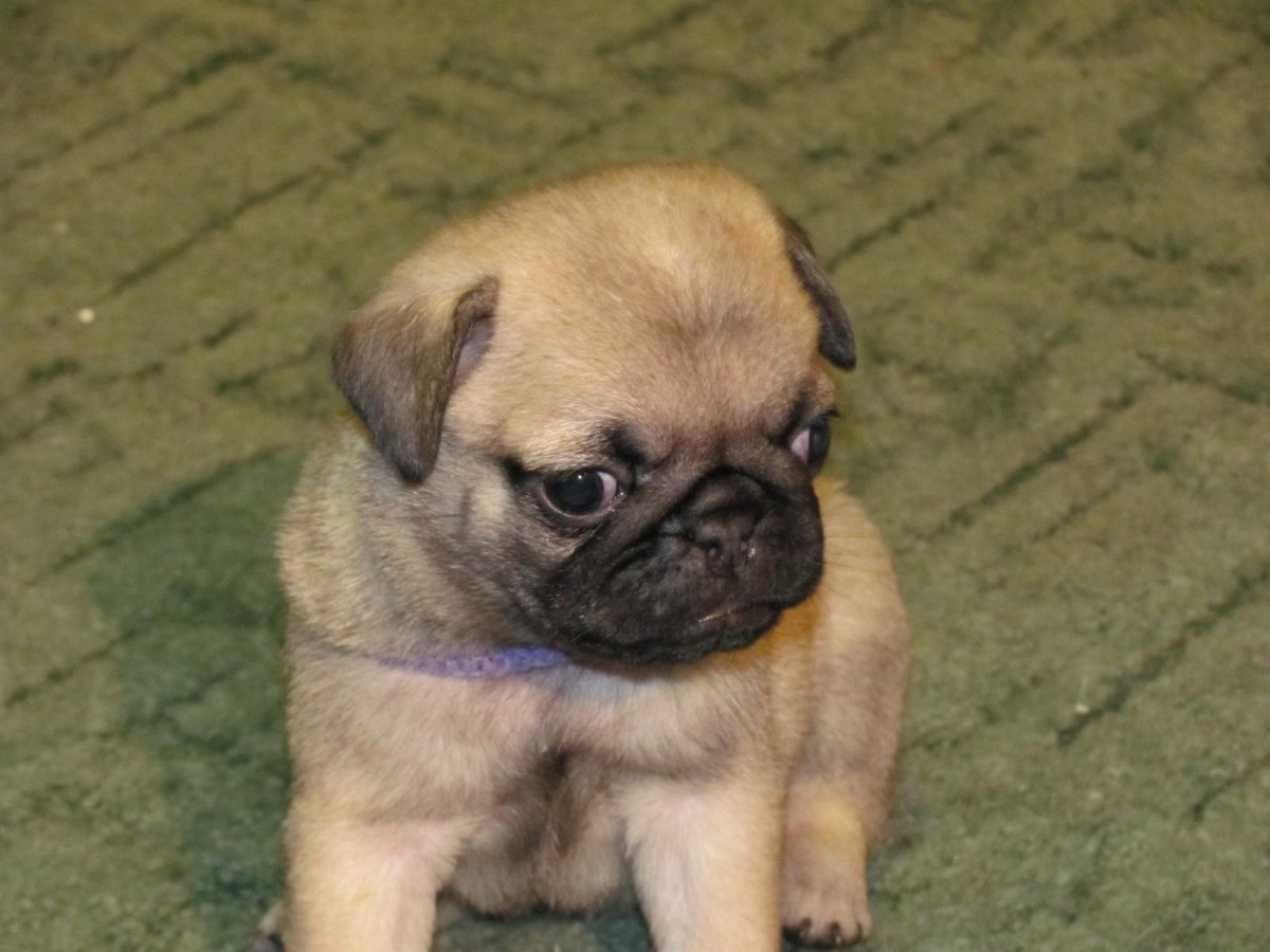 Товары с мопсами