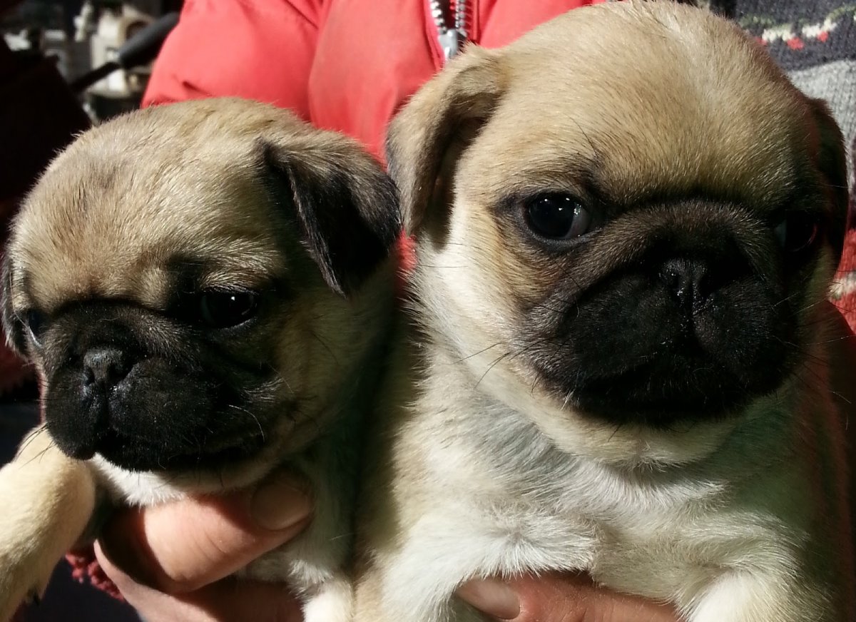 Собака Мопс и Пекинес