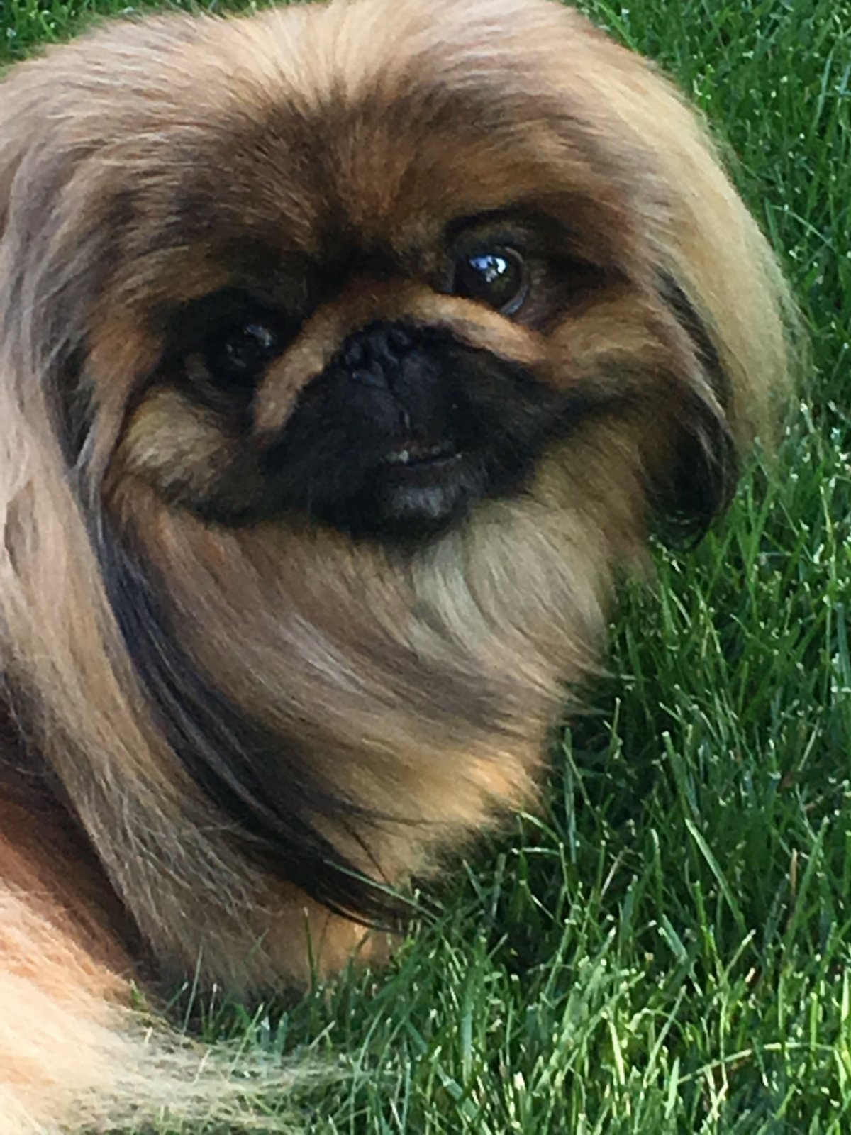 Метис МОПСА И пекинеса