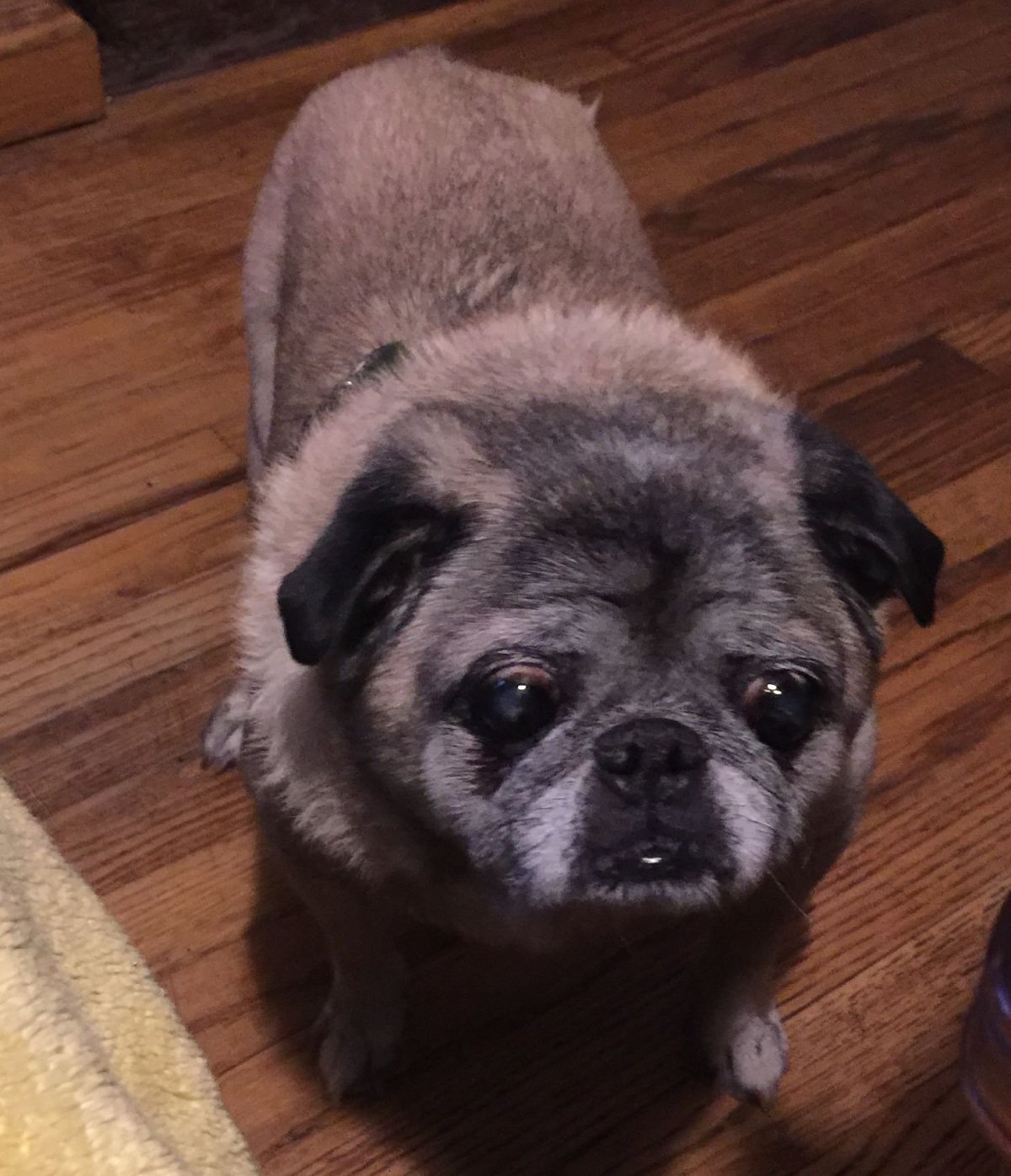 Метис МОПСА И шпица