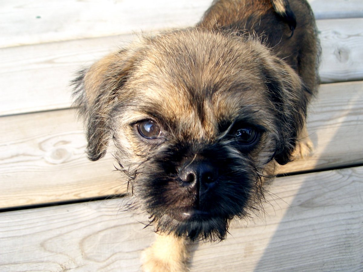 Брюссельский гриффон