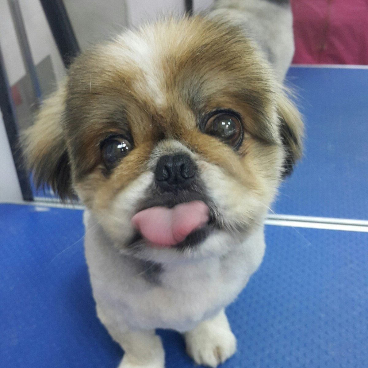 Мопс бульдог Пекинес