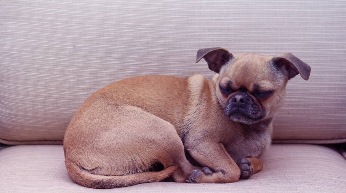 Гибрид чихуахуа и МОПСА