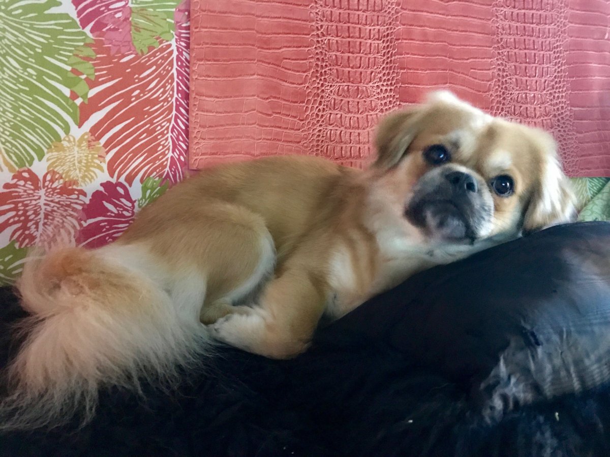 Тибетский спаниель и Пекинес метис