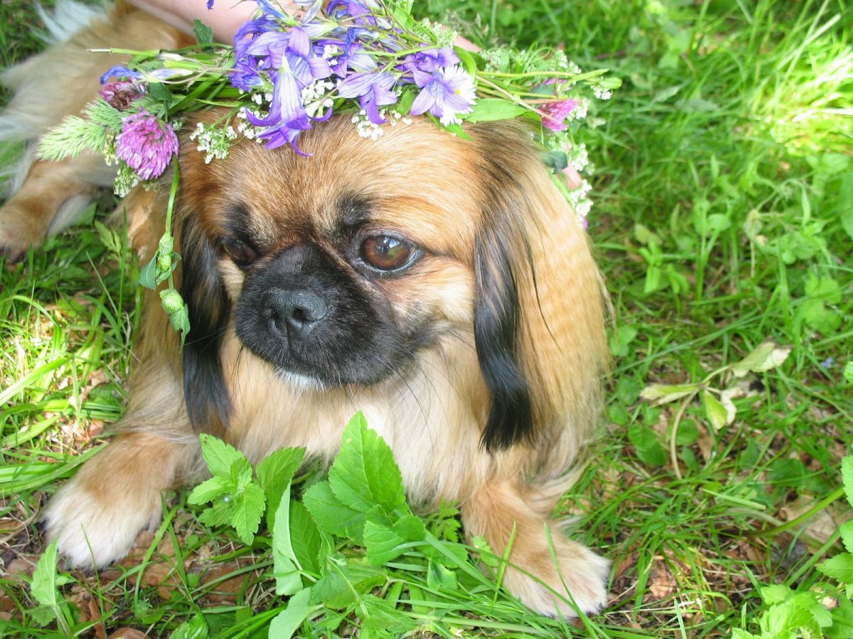 Пекинес эскиз