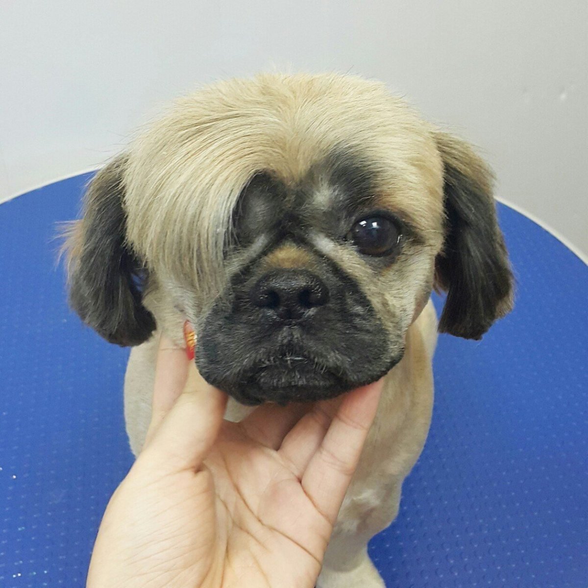 Ши тцу и Пекинес