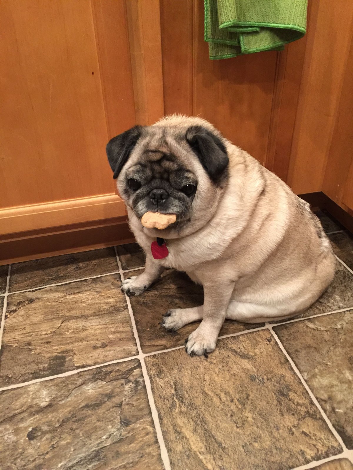 Собака смесь МОПСА