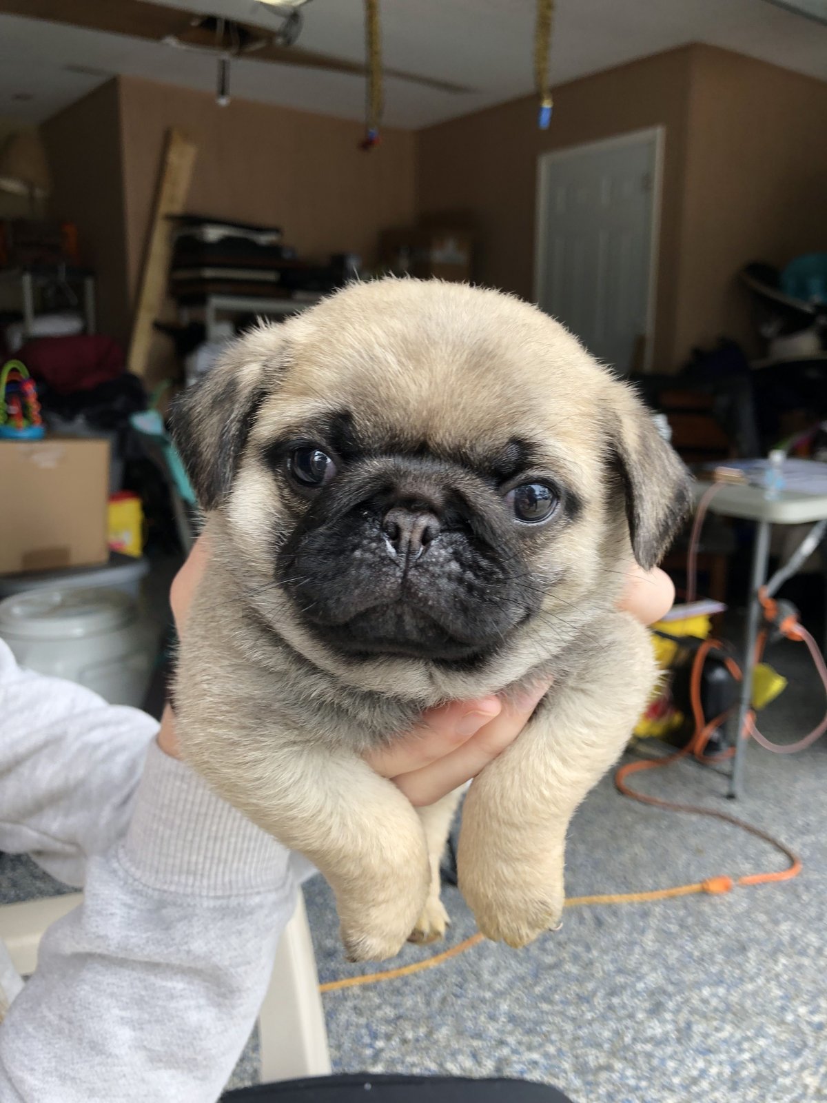 Мопс бульдог Пекинес