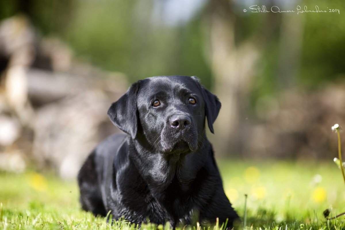 Лабрадор на природе