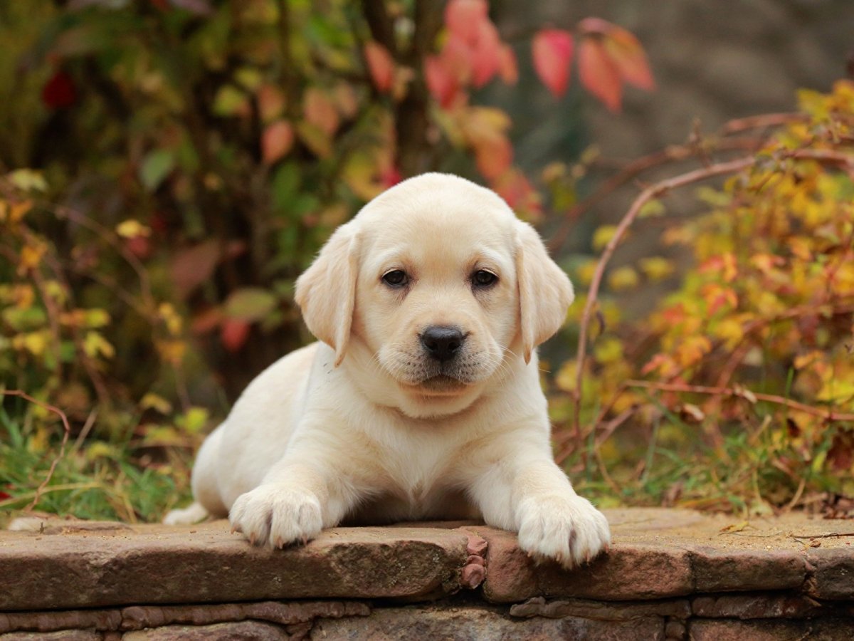 Лабрадор ретривер