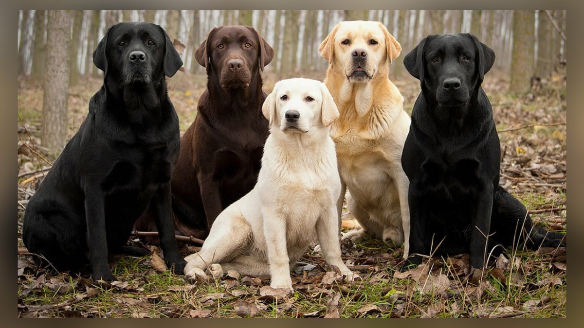 Лабрадор ретривер