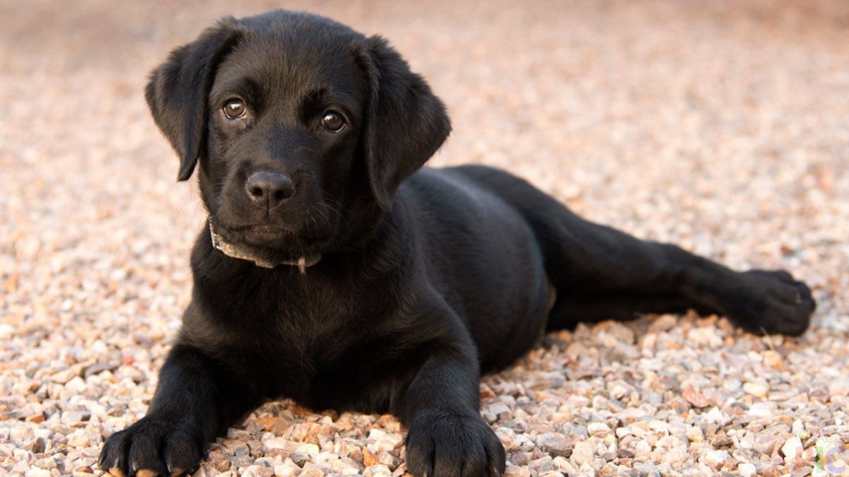 Лабрадор ретривер щенок