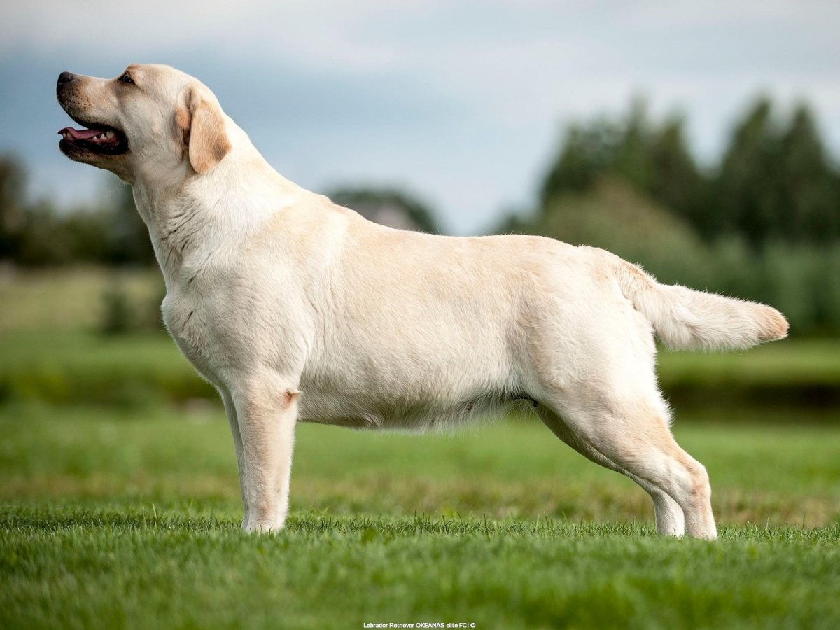 Лабрадор высокого качества