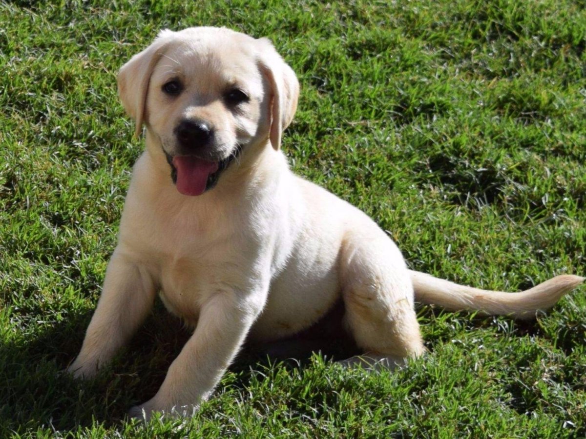 Лабрадор ретривер