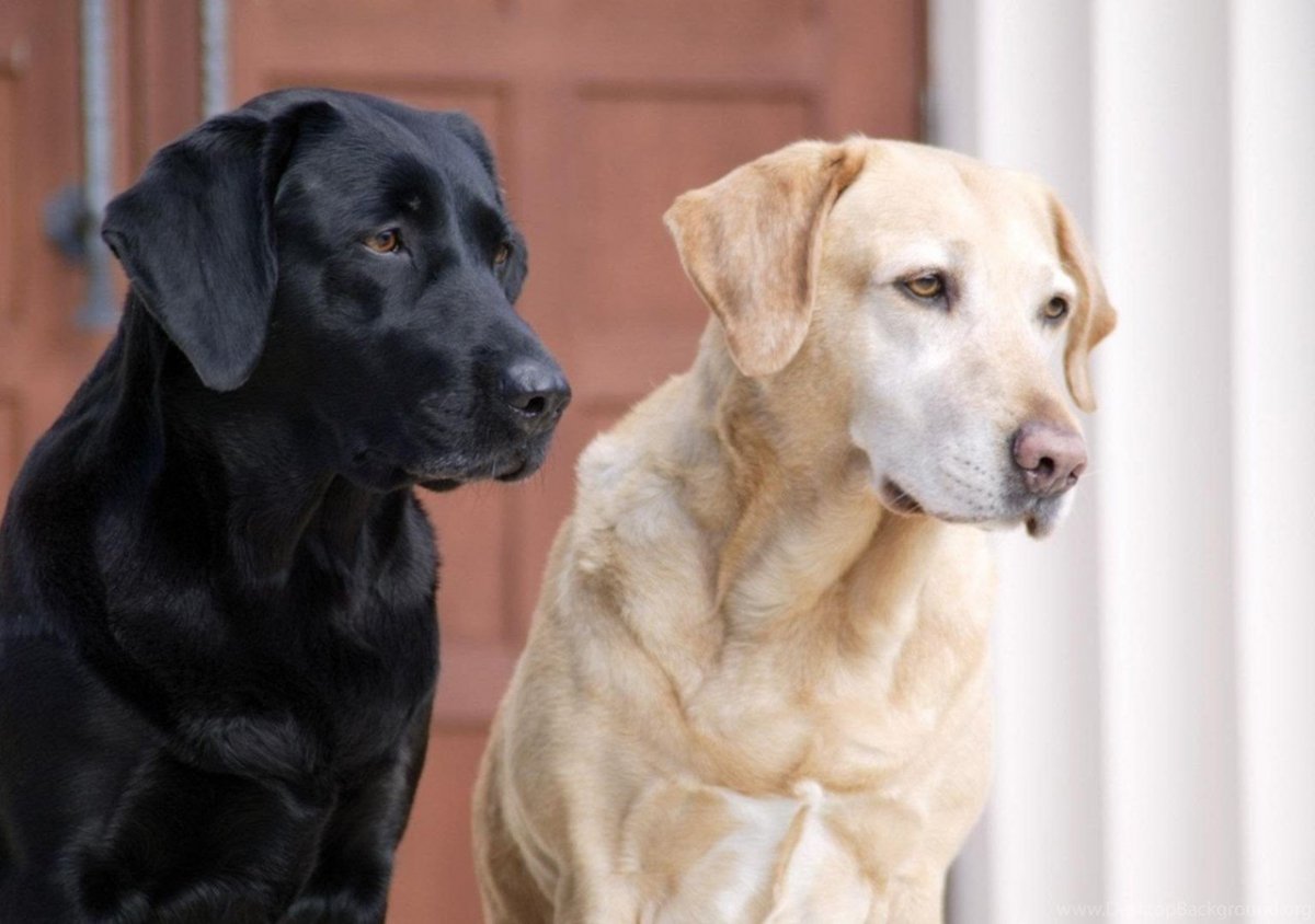 Лабрадор ретривер