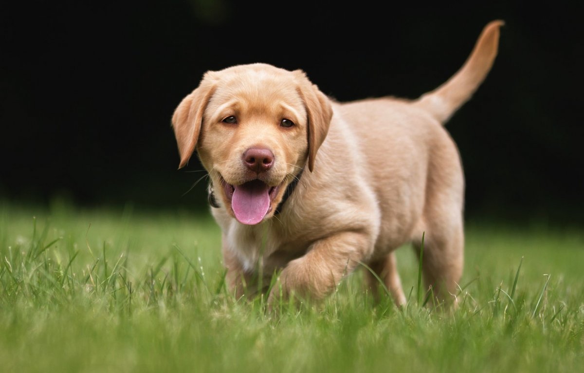 Лабрадор ретривер