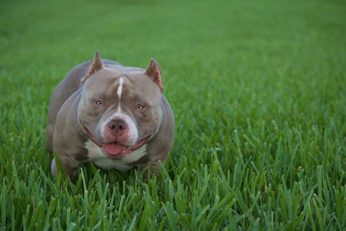 Американский булли терьер