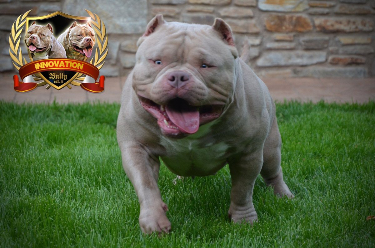 Стаффордширский булли