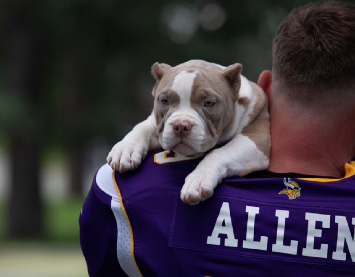 Американский булли шоколадный Триколор