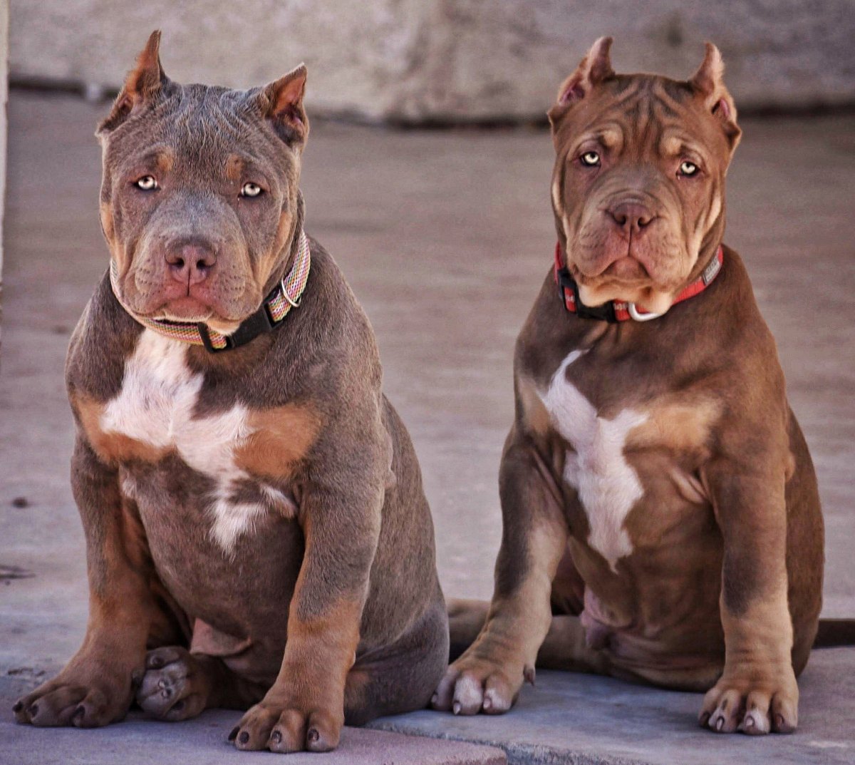 Порода собак булли