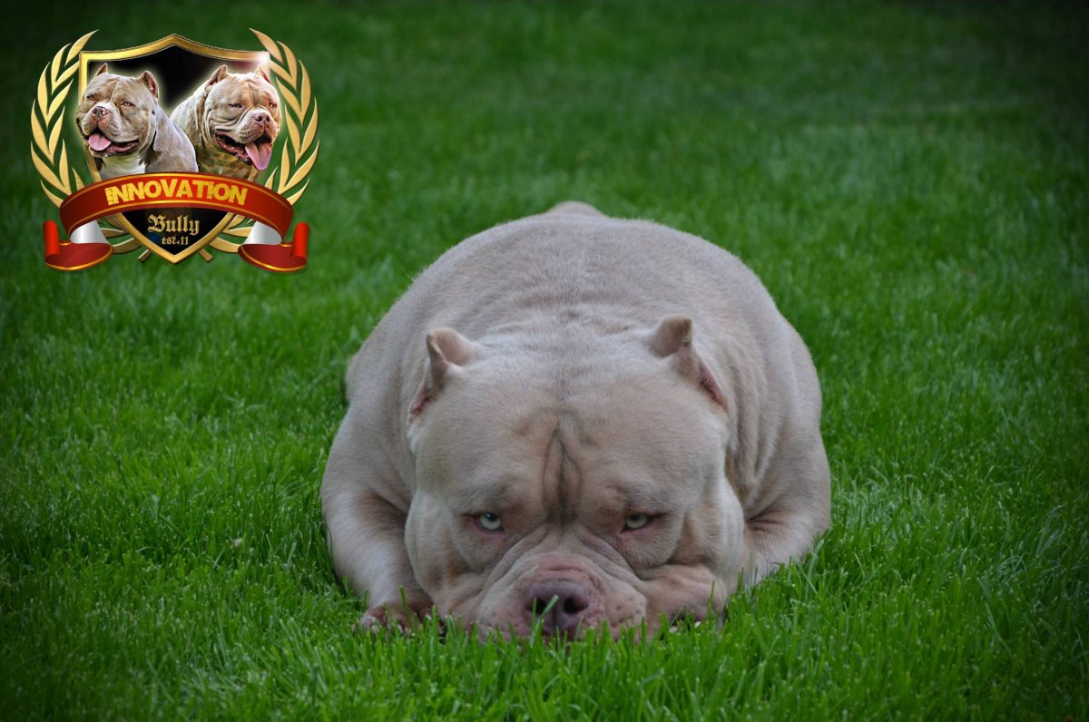 Злая собака