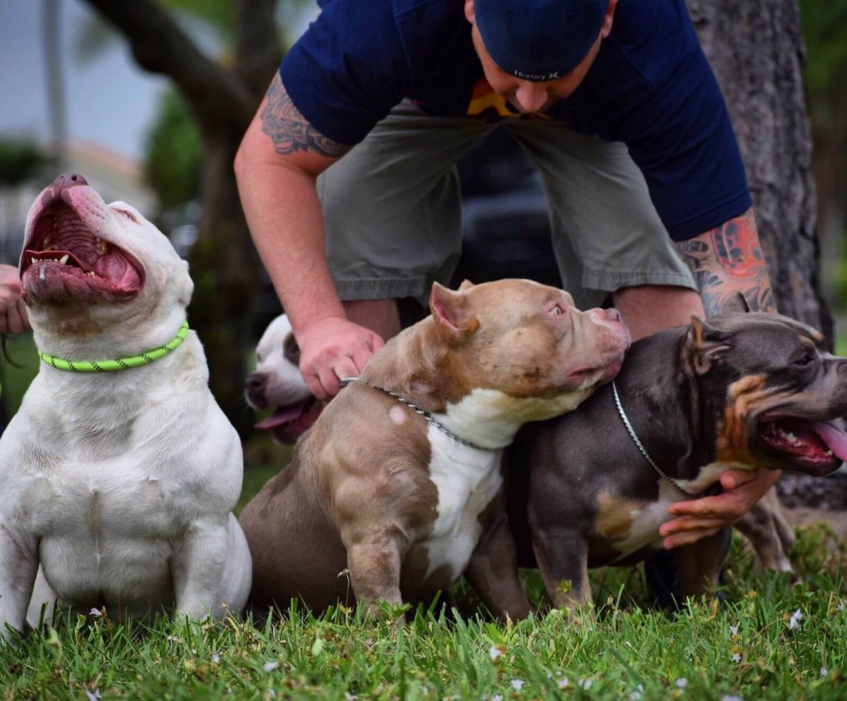 Порода американский бульдог